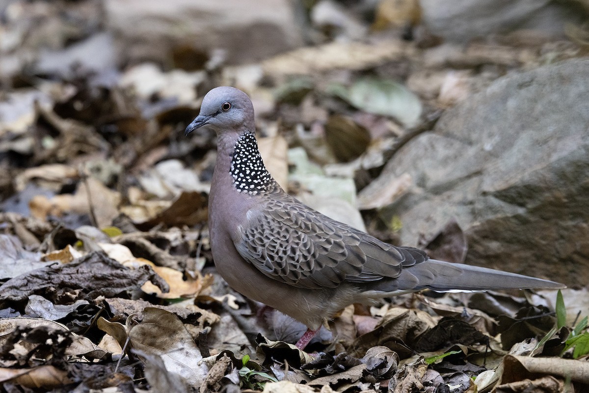 Spotted Dove - Niall D Perrins