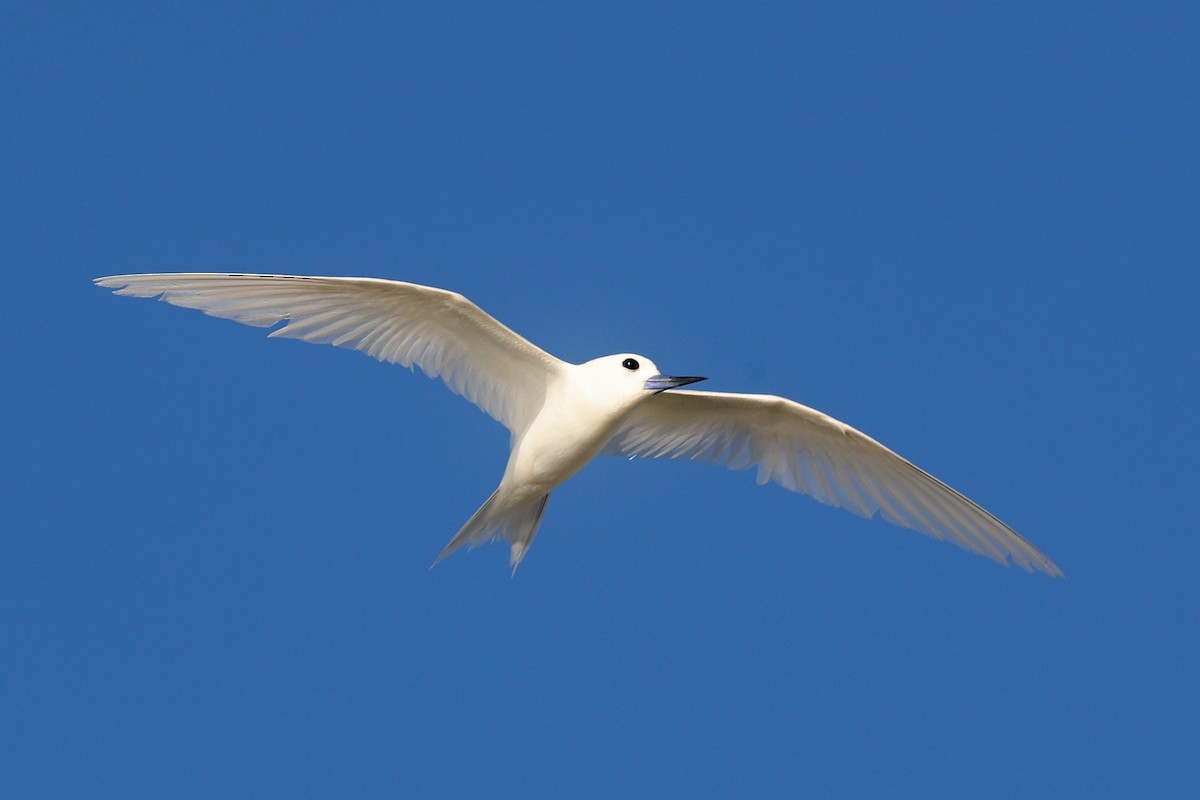 White Tern - ML618483636