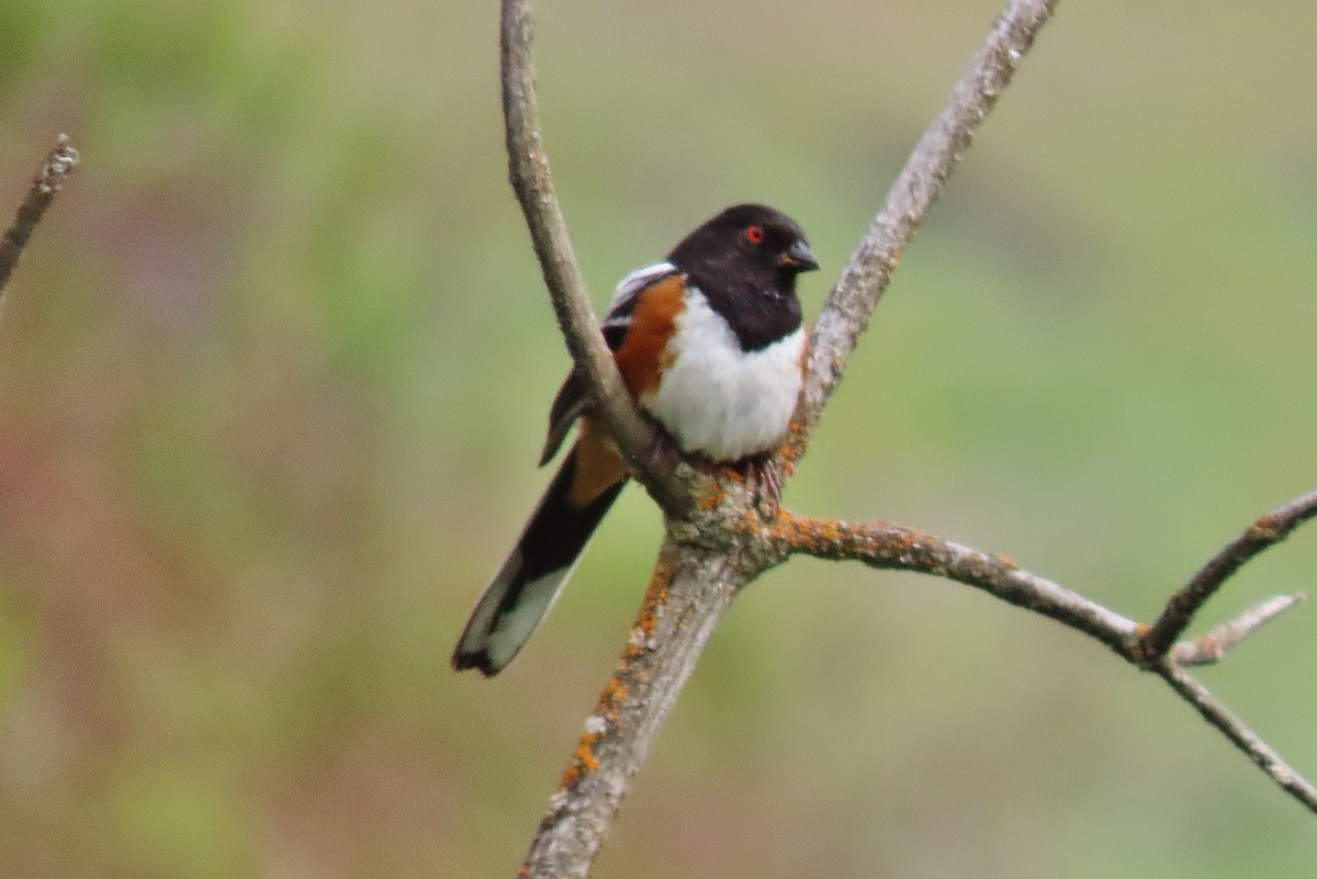 Spotted Towhee - ML618483704