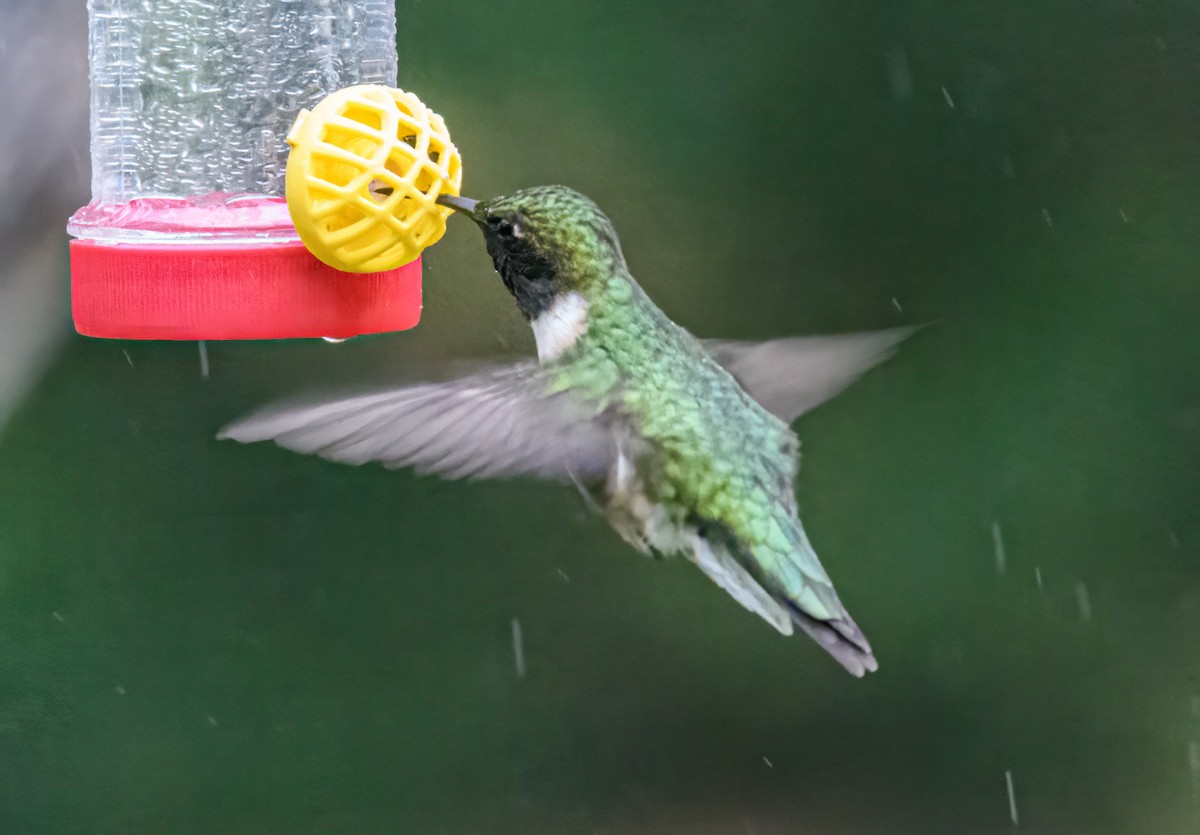 Ruby-throated Hummingbird - ML618483725