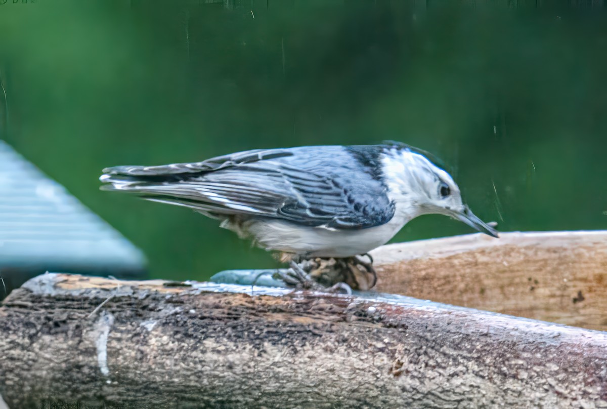White-breasted Nuthatch - ML618483728