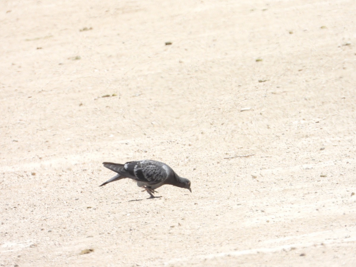 Rock Pigeon (Feral Pigeon) - Bill Holland