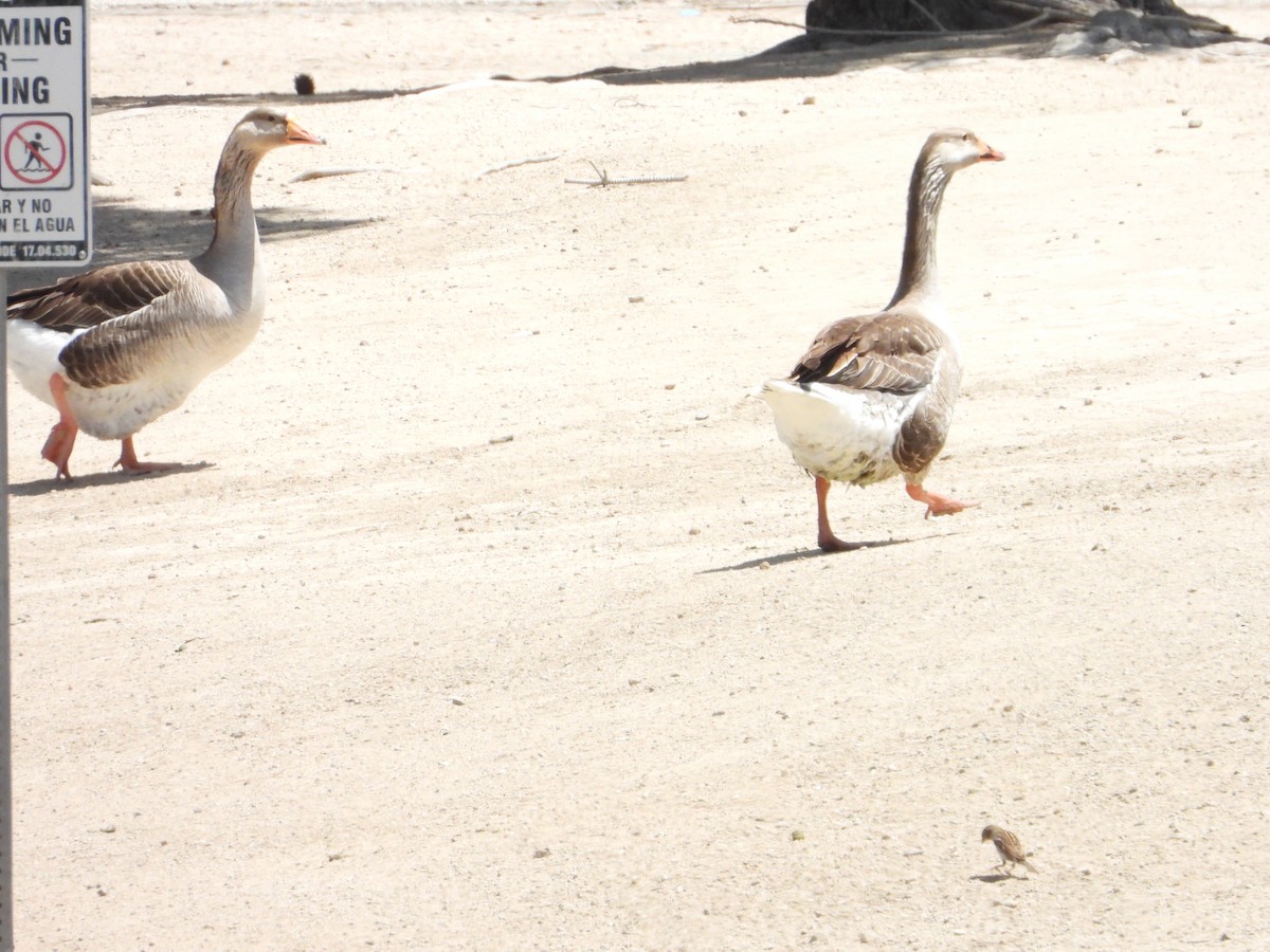Domestic goose sp. (Domestic type) - Bill Holland