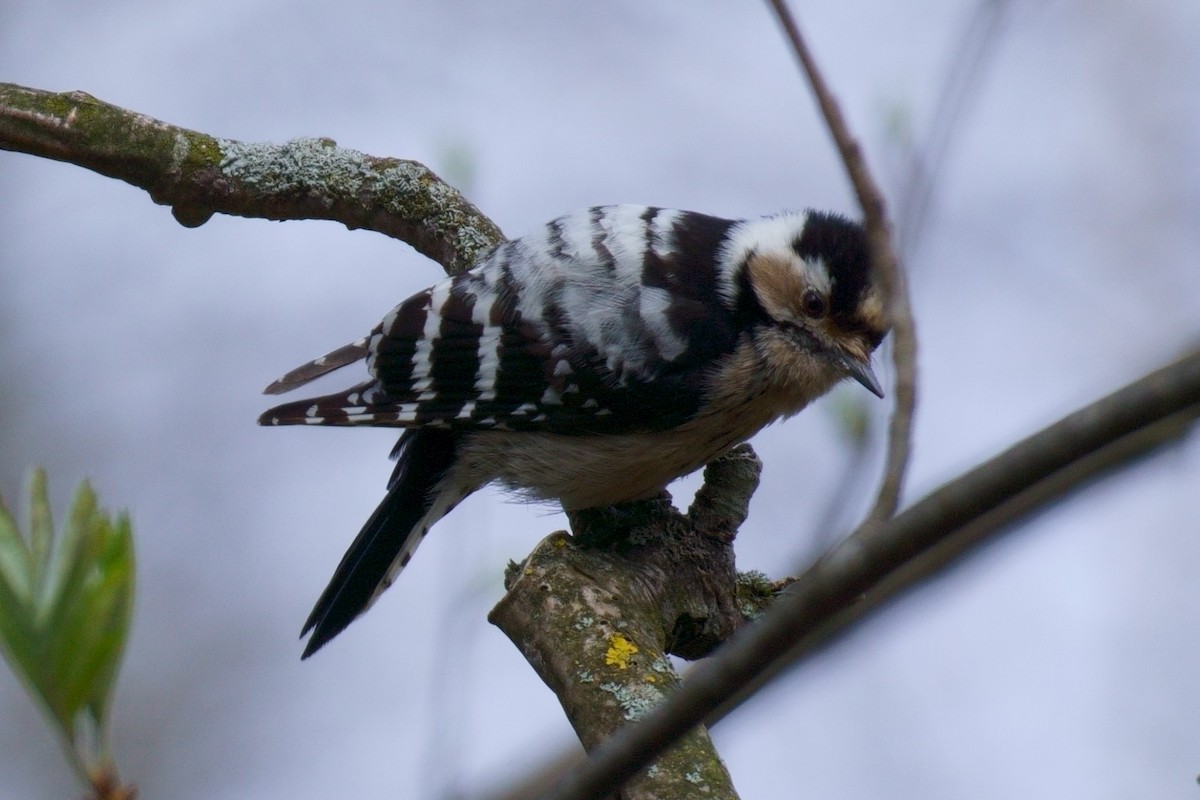 Lesser Spotted Woodpecker - Anna Ivanova