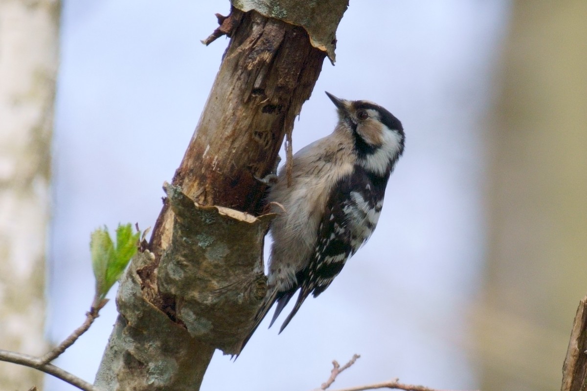 Lesser Spotted Woodpecker - Anna Ivanova