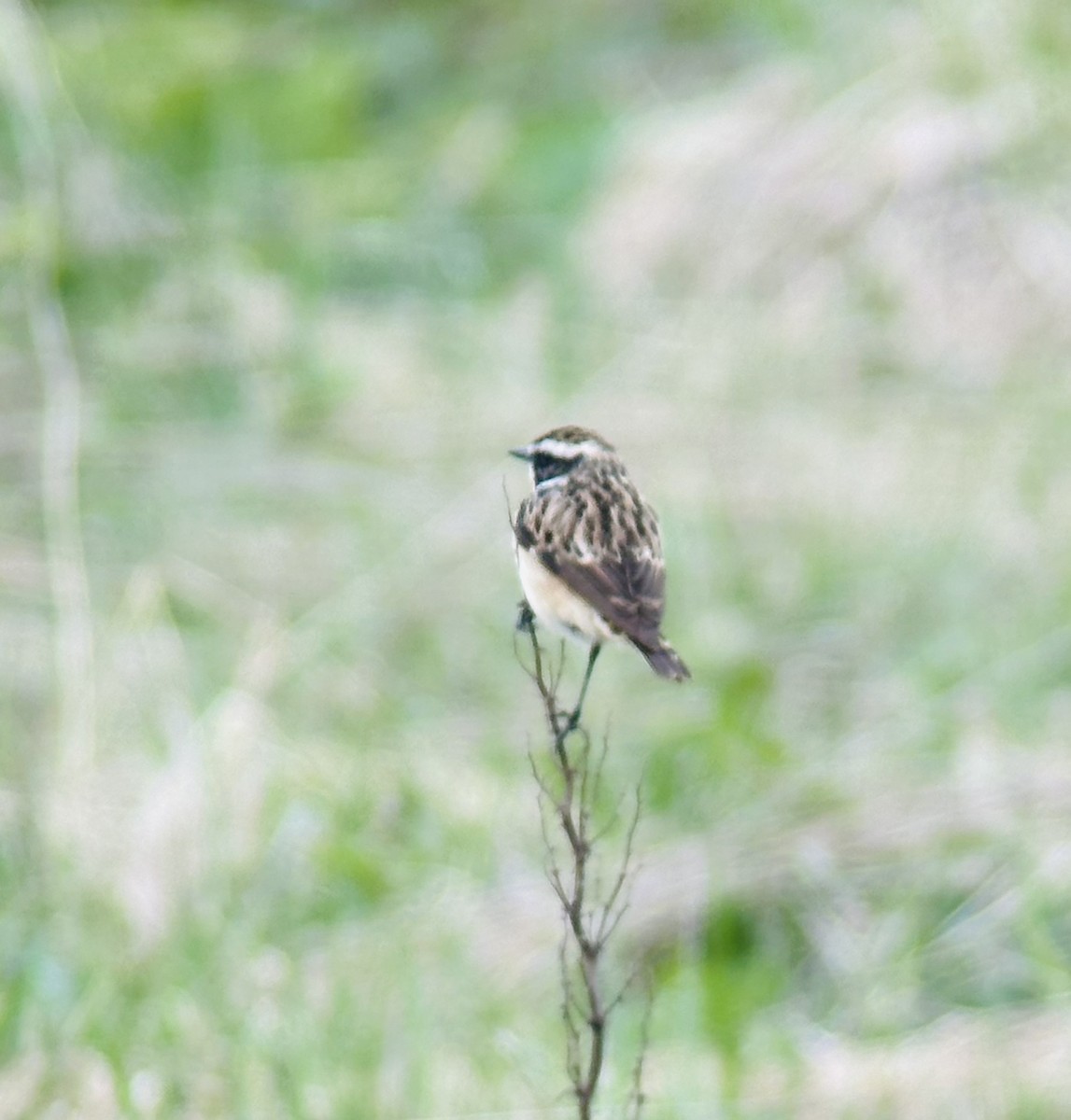 Whinchat - ML618483861