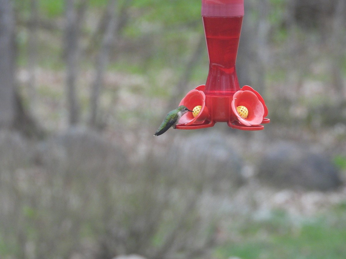 Ruby-throated Hummingbird - ML618483865