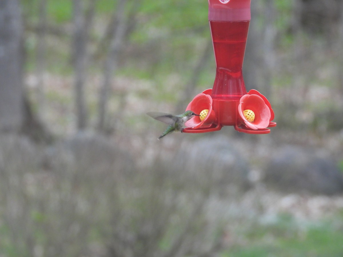 Ruby-throated Hummingbird - ML618483866