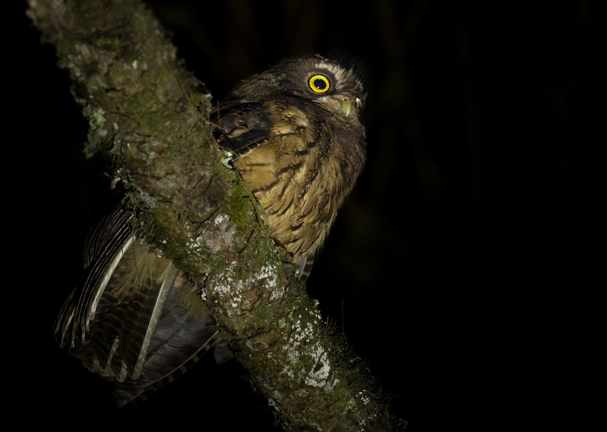 White-throated Screech-Owl - Lars Petersson | My World of Bird Photography