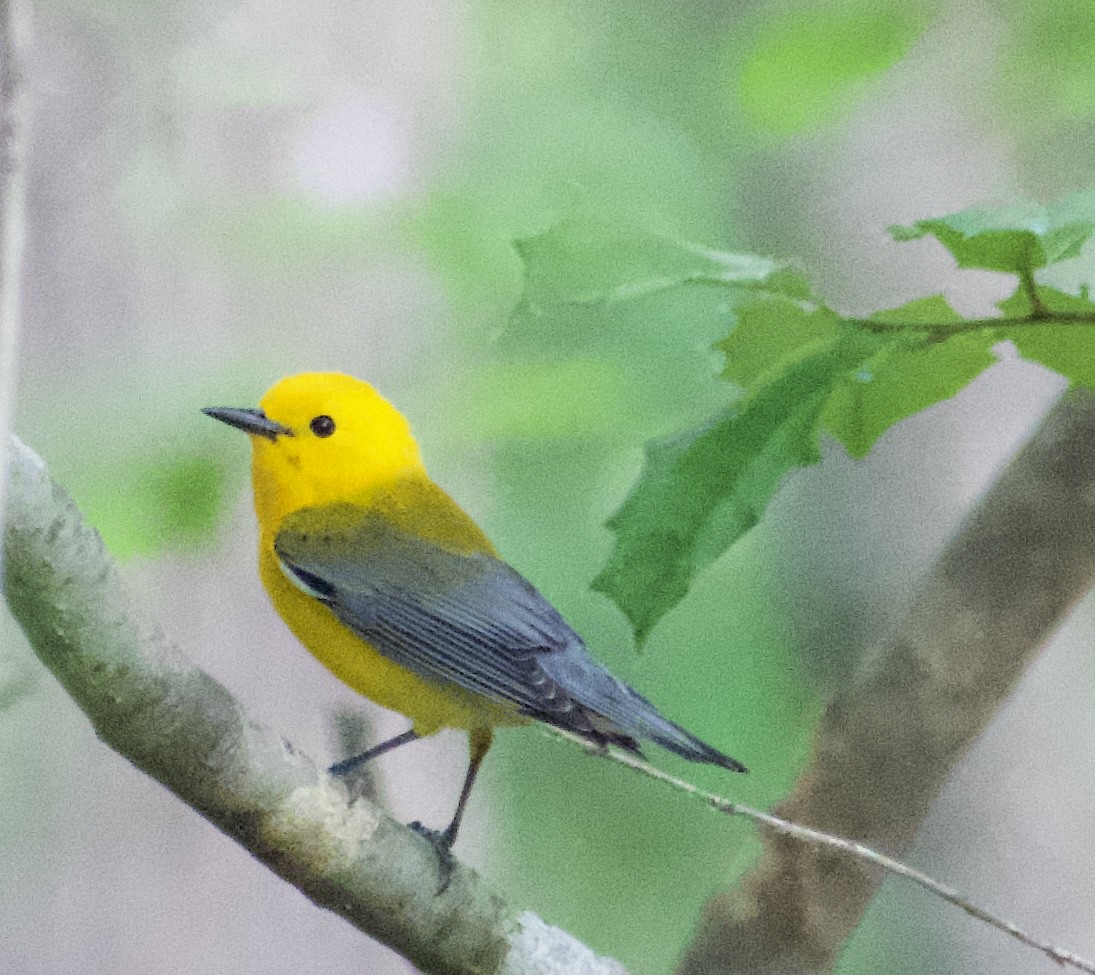 Prothonotary Warbler - ML618483902