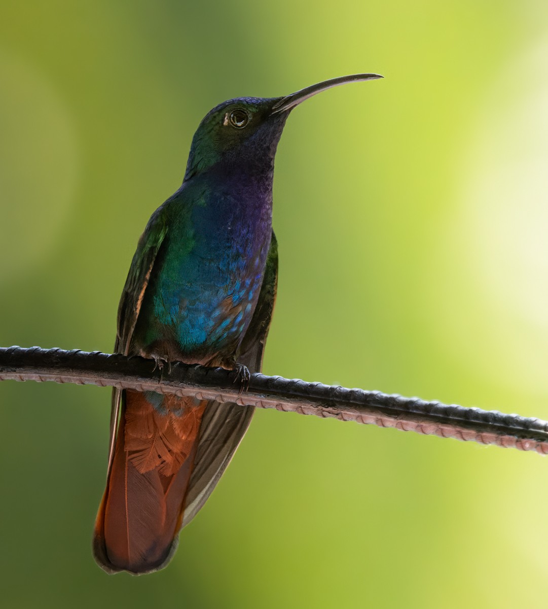 kolibřík azurovoprsý - ML618483903