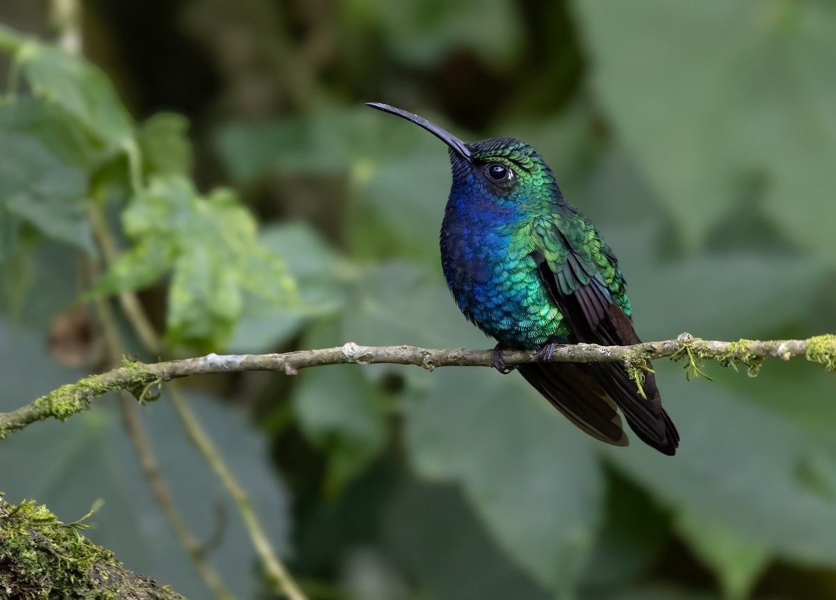 kolibřík azurovoprsý - ML618483904