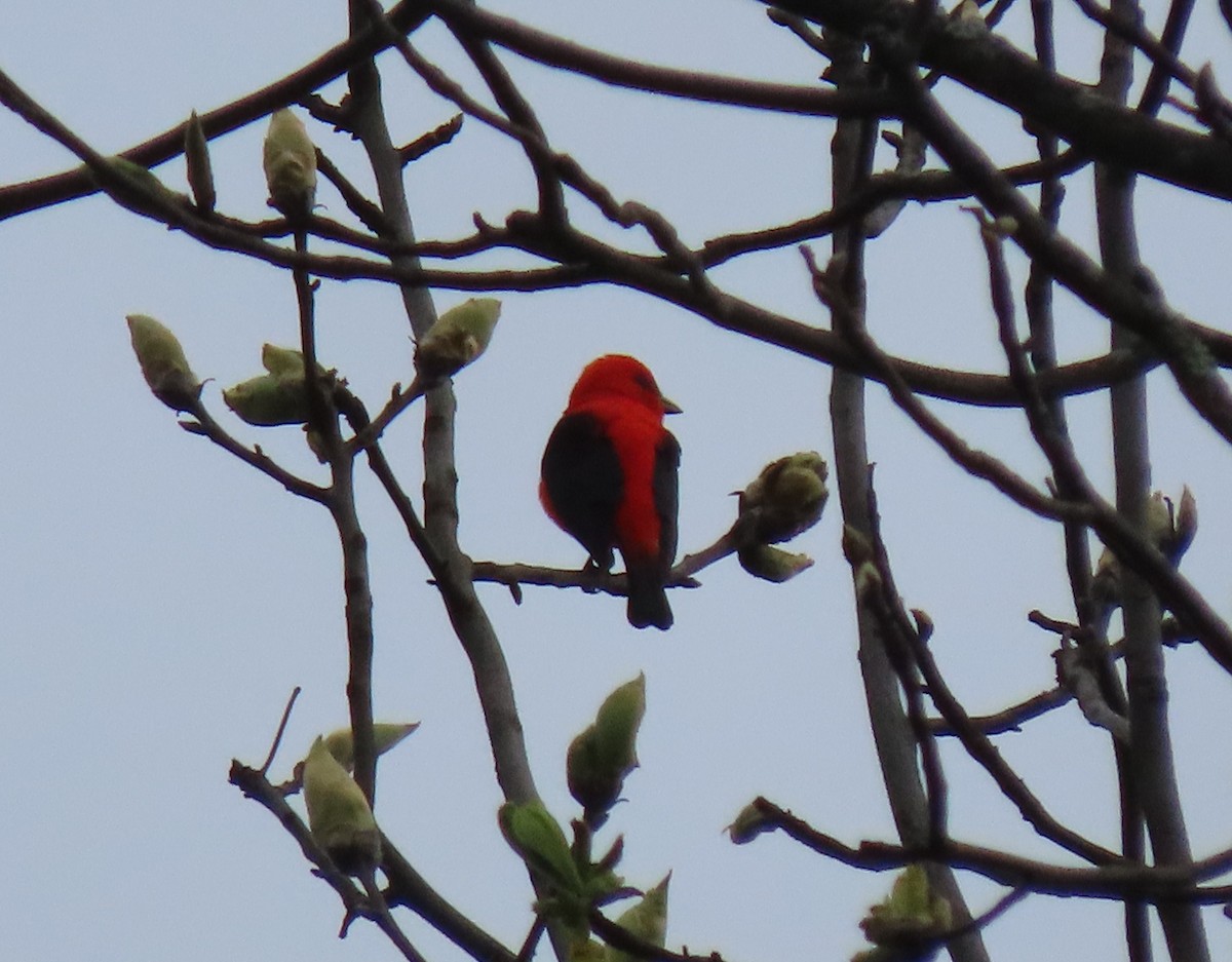 Scarlet Tanager - ML618483991