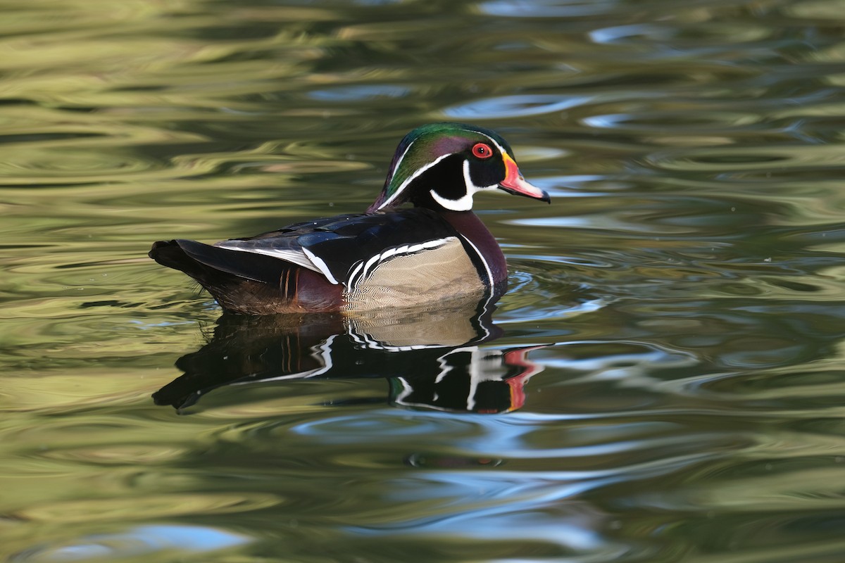 Wood Duck - Tim Horvath