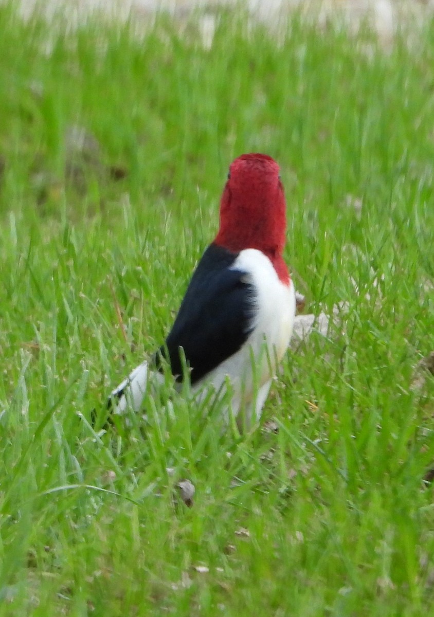 Red-headed Woodpecker - Tracy f