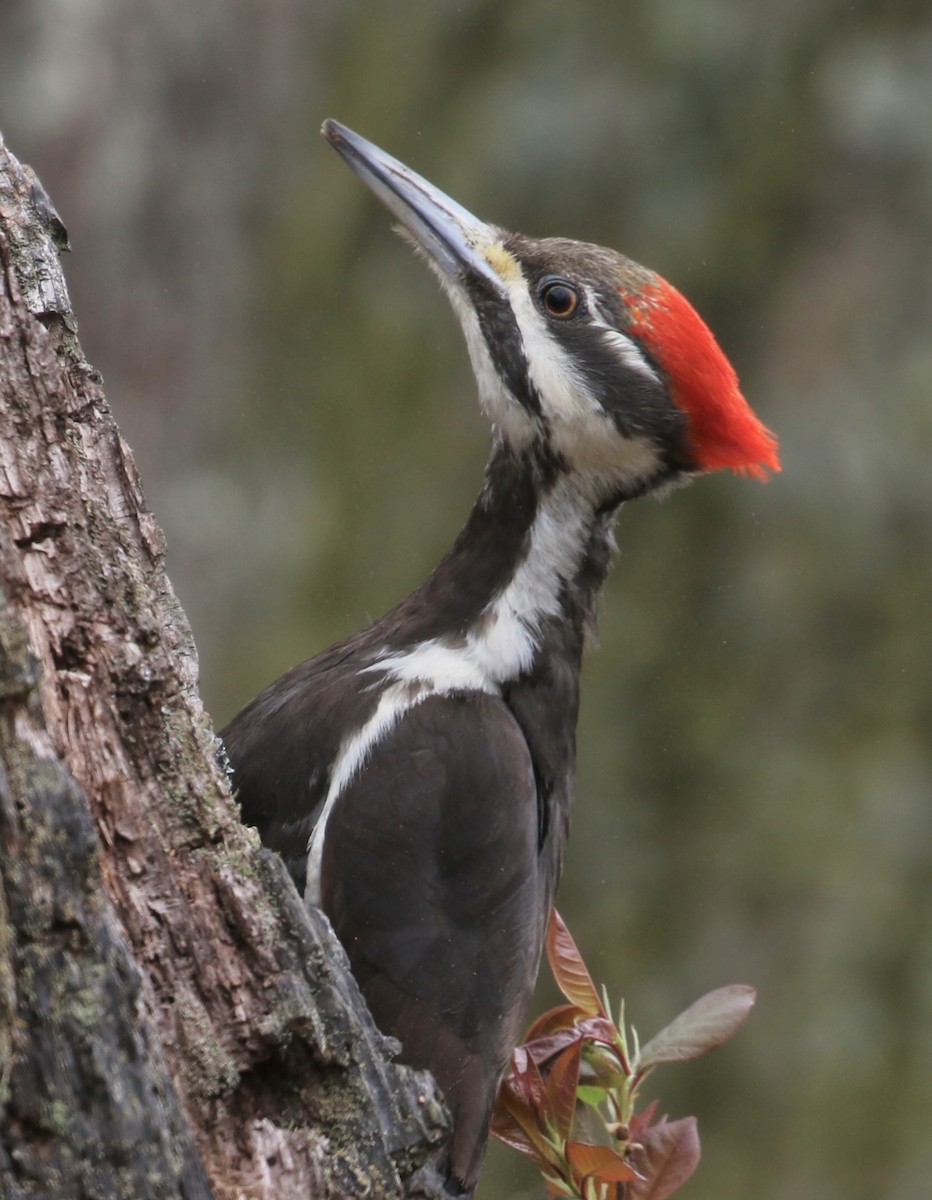 Pileated Woodpecker - Michael Medeiros