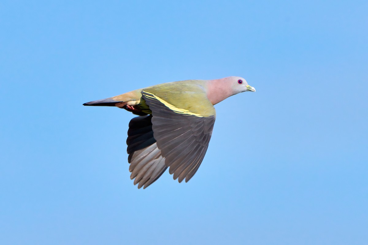 Pink-necked Green-Pigeon - ML618484142