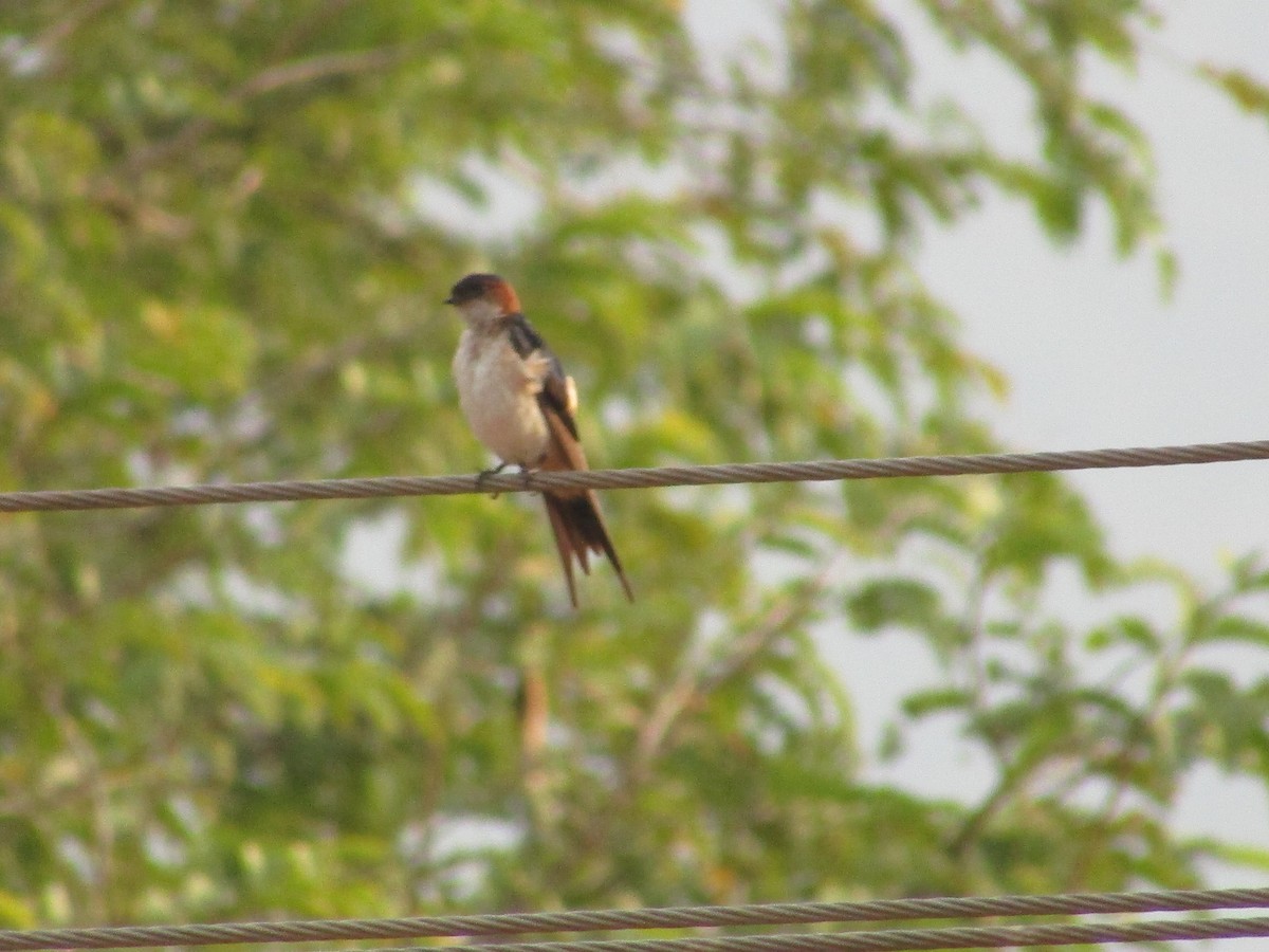 Red-rumped Swallow - ML618484194