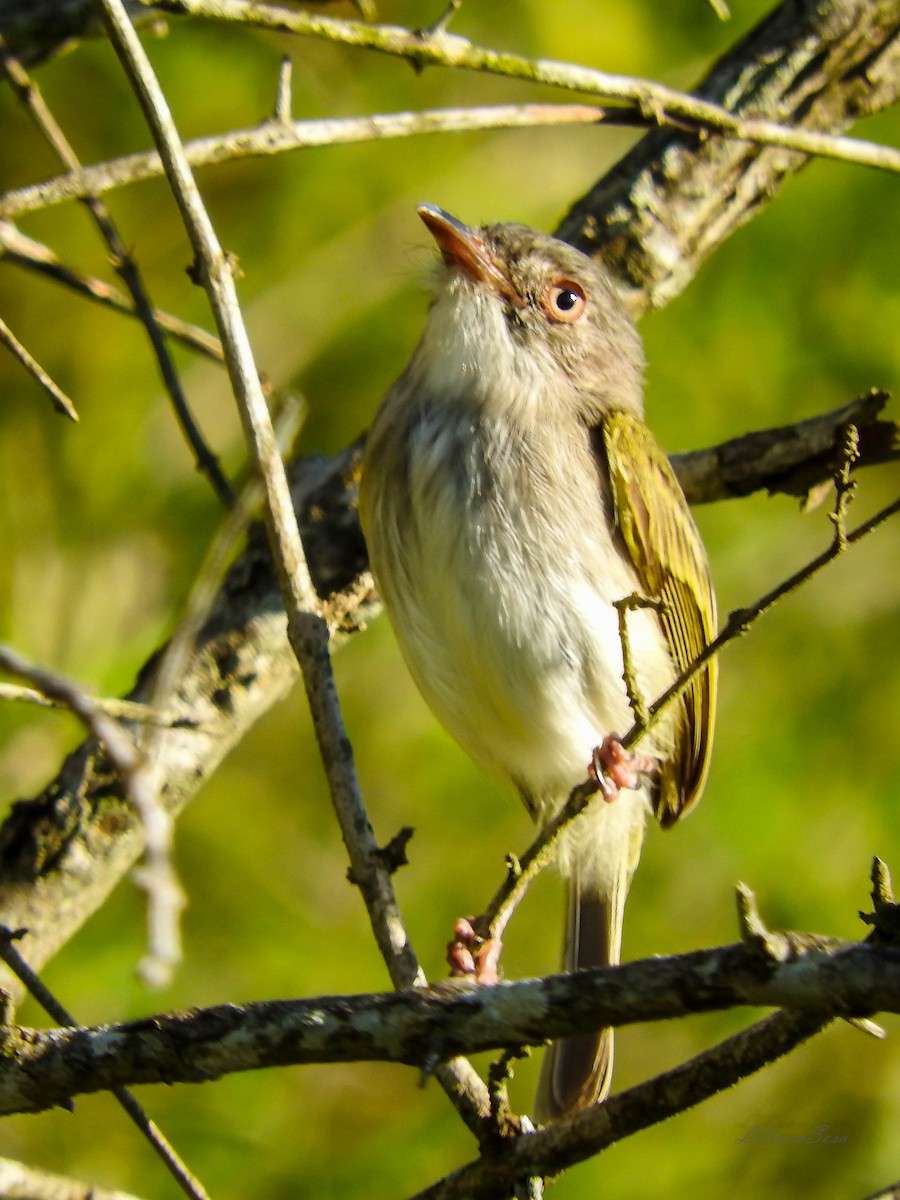 Pearly-vented Tody-Tyrant - ML618484212