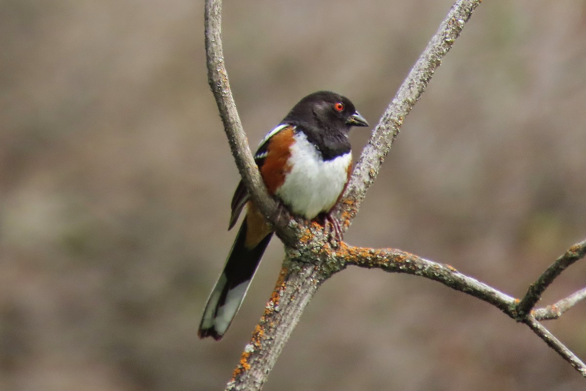 Spotted Towhee - ML618484222