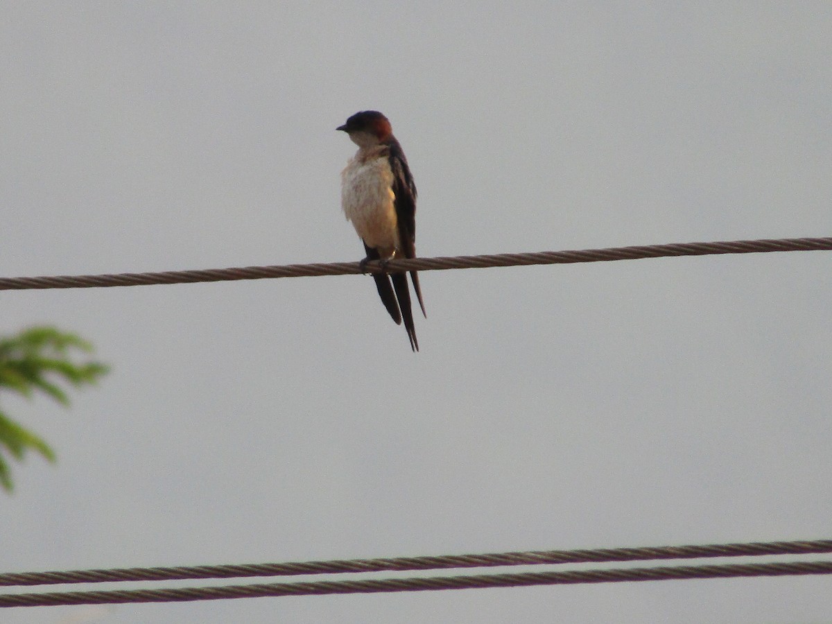 Red-rumped Swallow - ML618484223