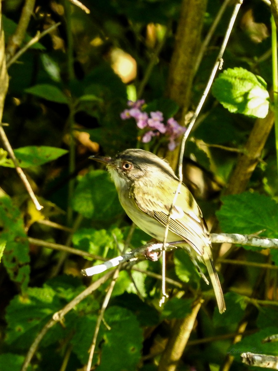 Pearly-vented Tody-Tyrant - ML618484228