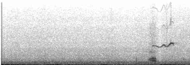 Gray-tailed Tattler - ML618484236