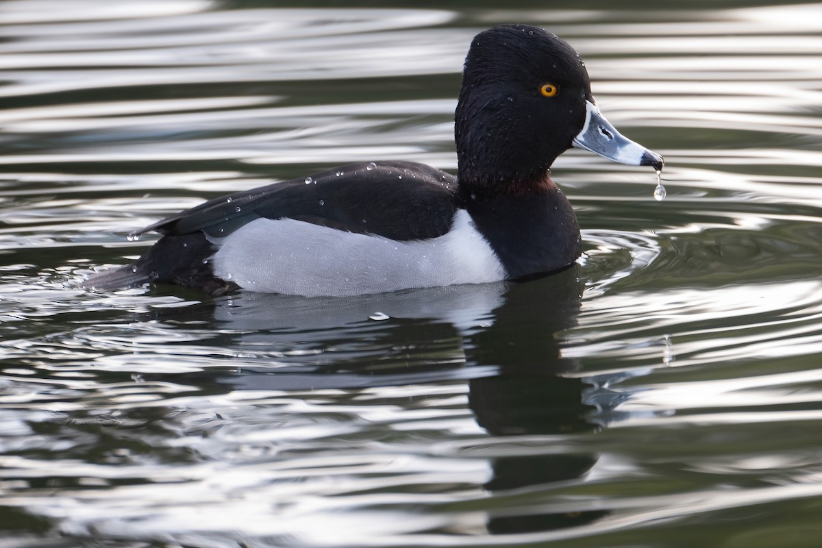 Ring-necked Duck - Tim Horvath