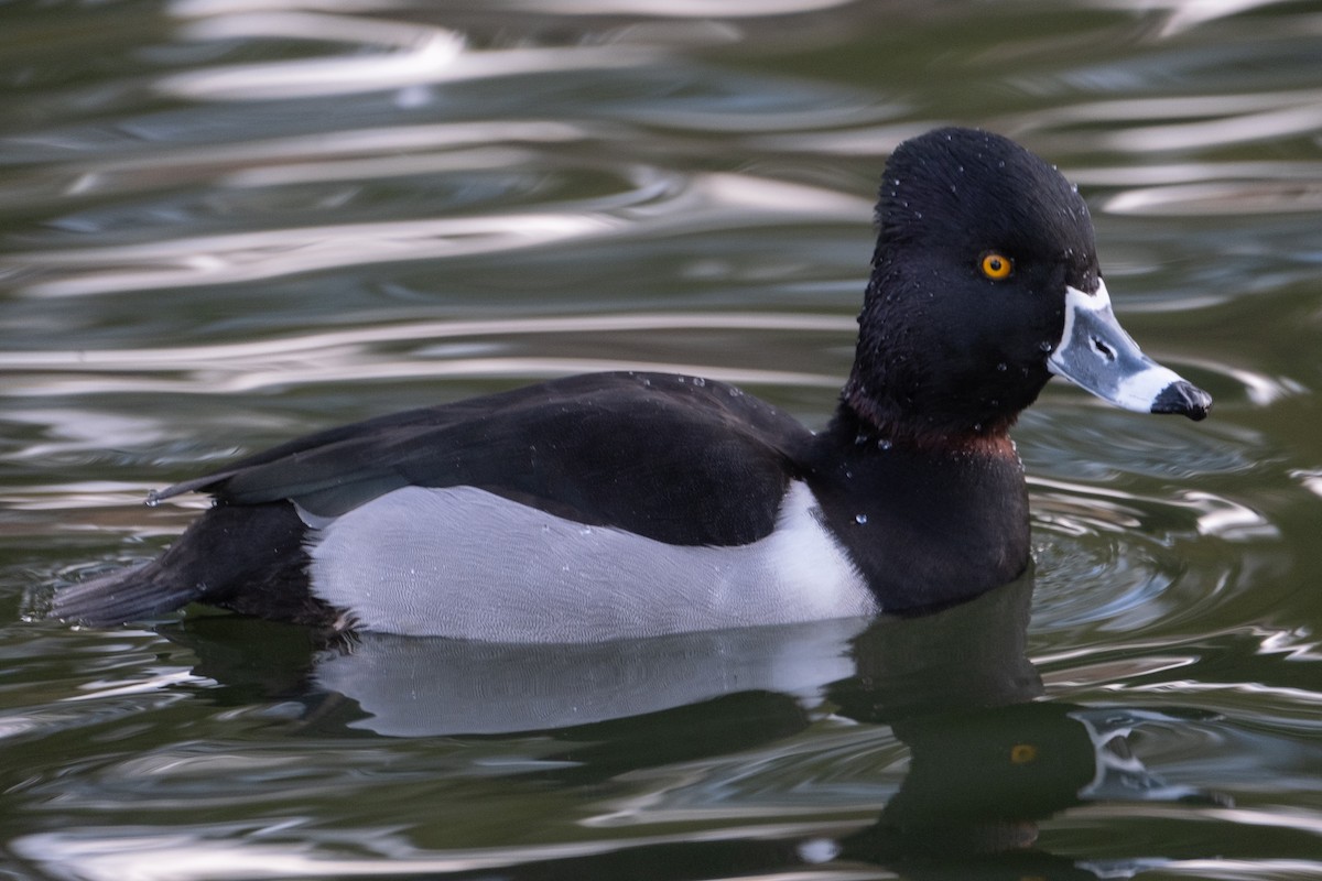 Ring-necked Duck - Tim Horvath