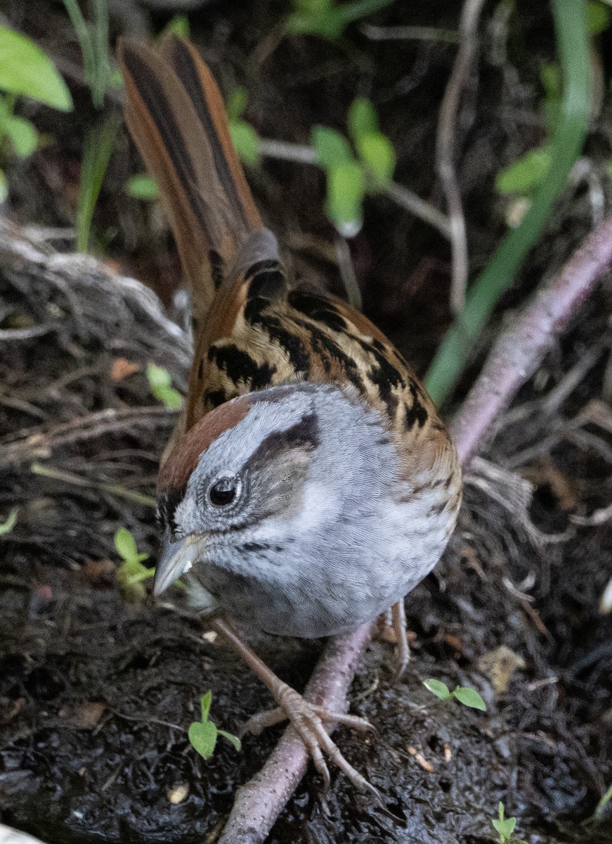 White-throated Sparrow - ML618484307