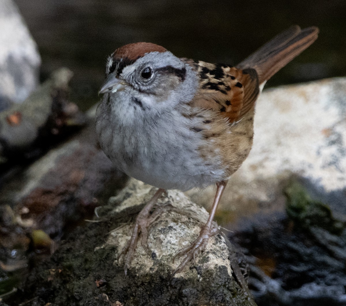 White-throated Sparrow - ML618484308