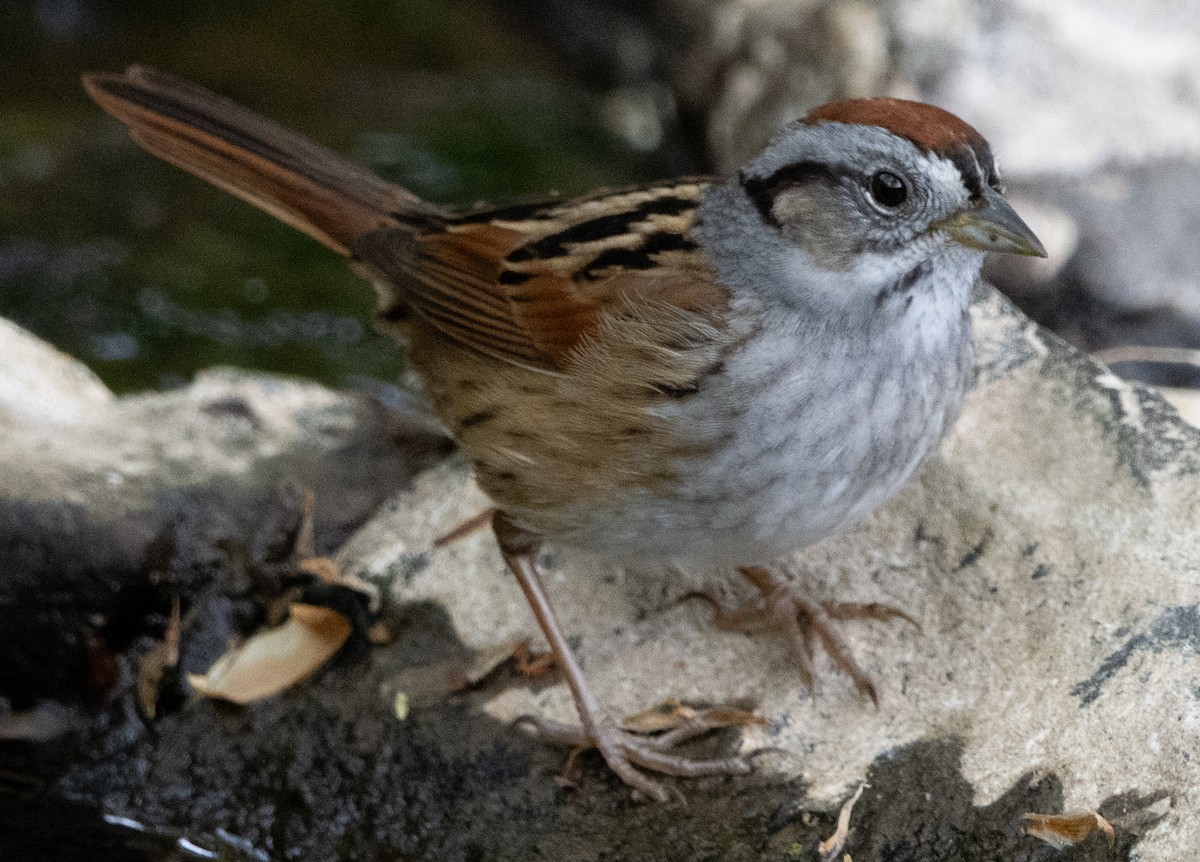 White-throated Sparrow - ML618484310