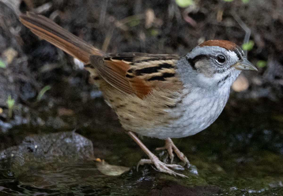 White-throated Sparrow - ML618484311