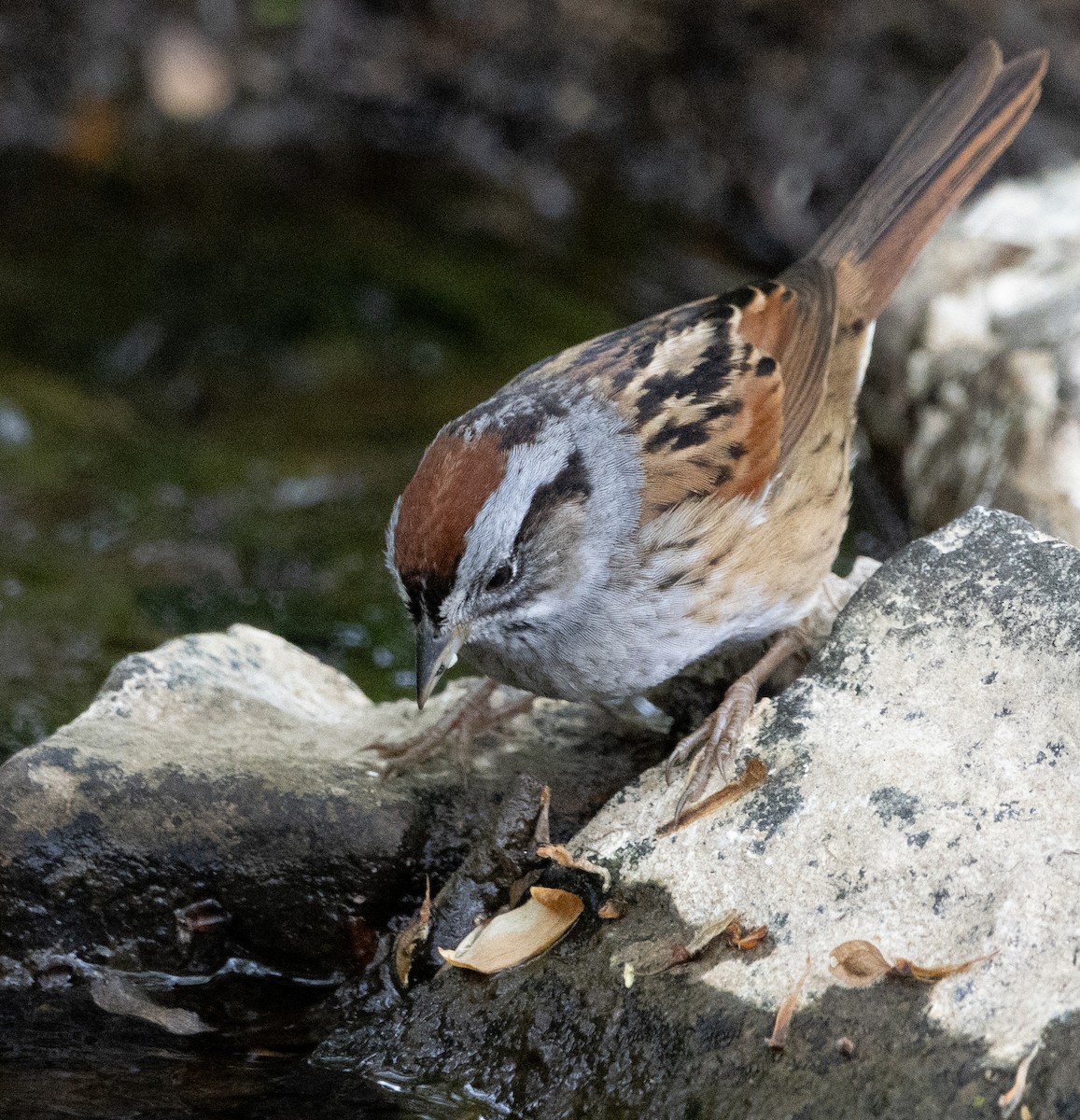 White-throated Sparrow - ML618484313