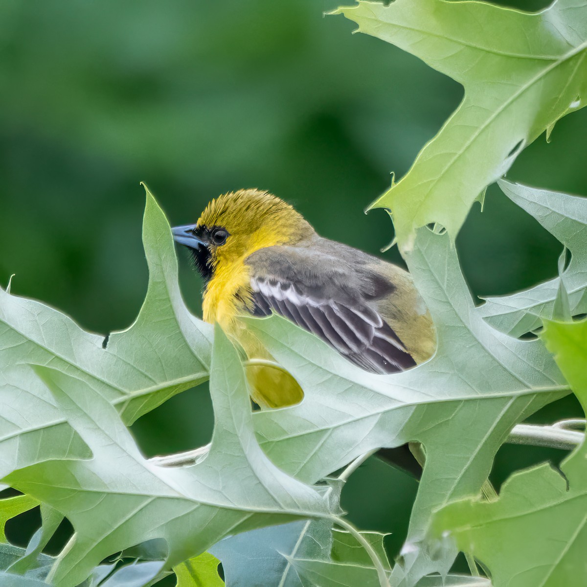 Orchard Oriole - ML618484342