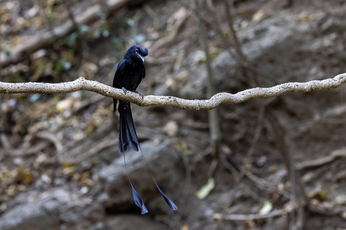 Greater Racket-tailed Drongo - ML618484353