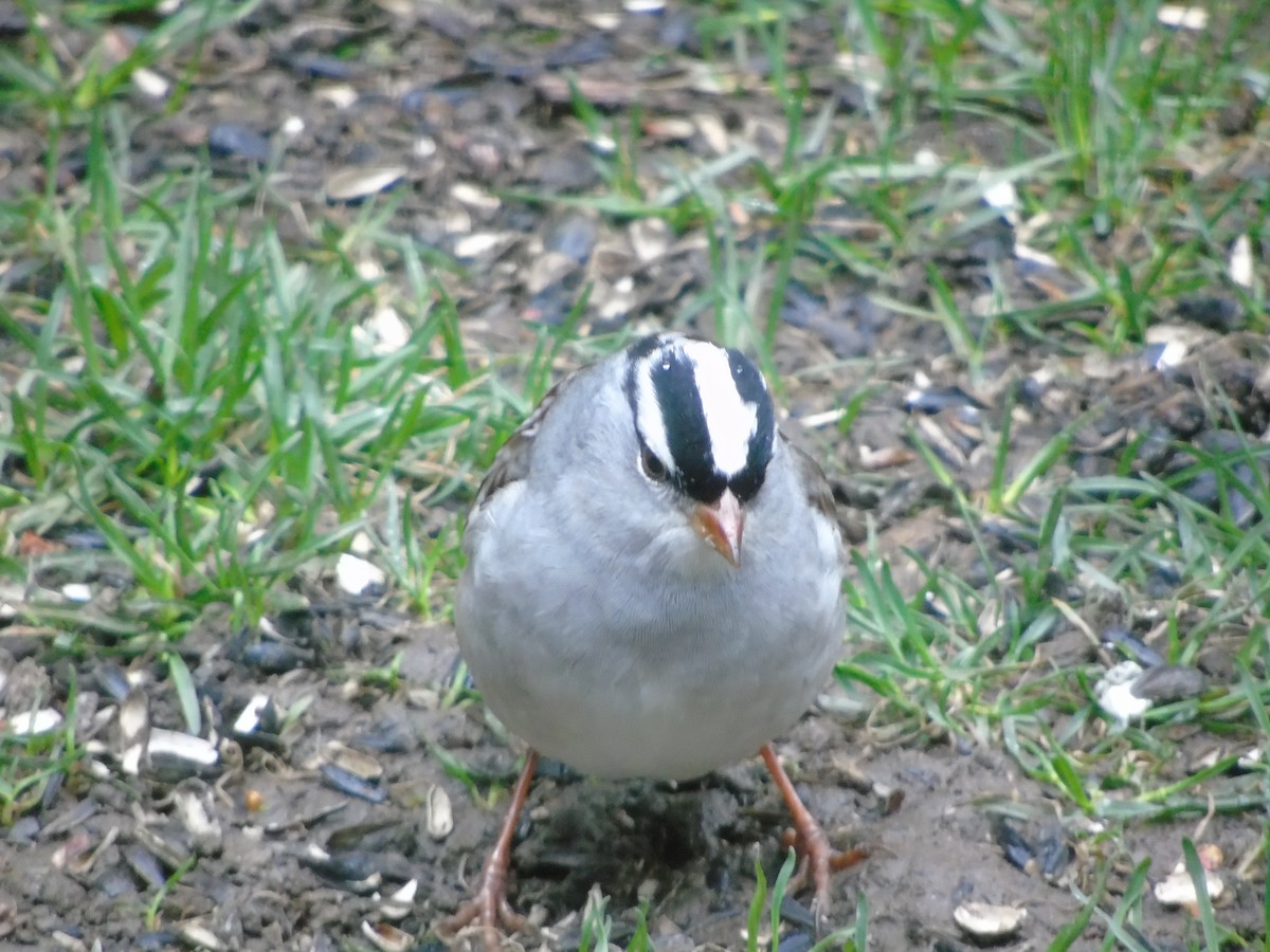 White-crowned Sparrow - ML618484358