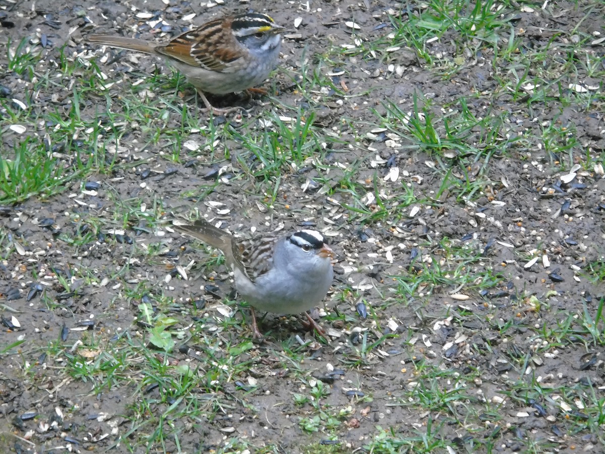 White-crowned Sparrow - ML618484370