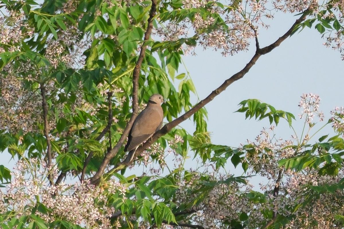 Red Collared-Dove - ML618484436
