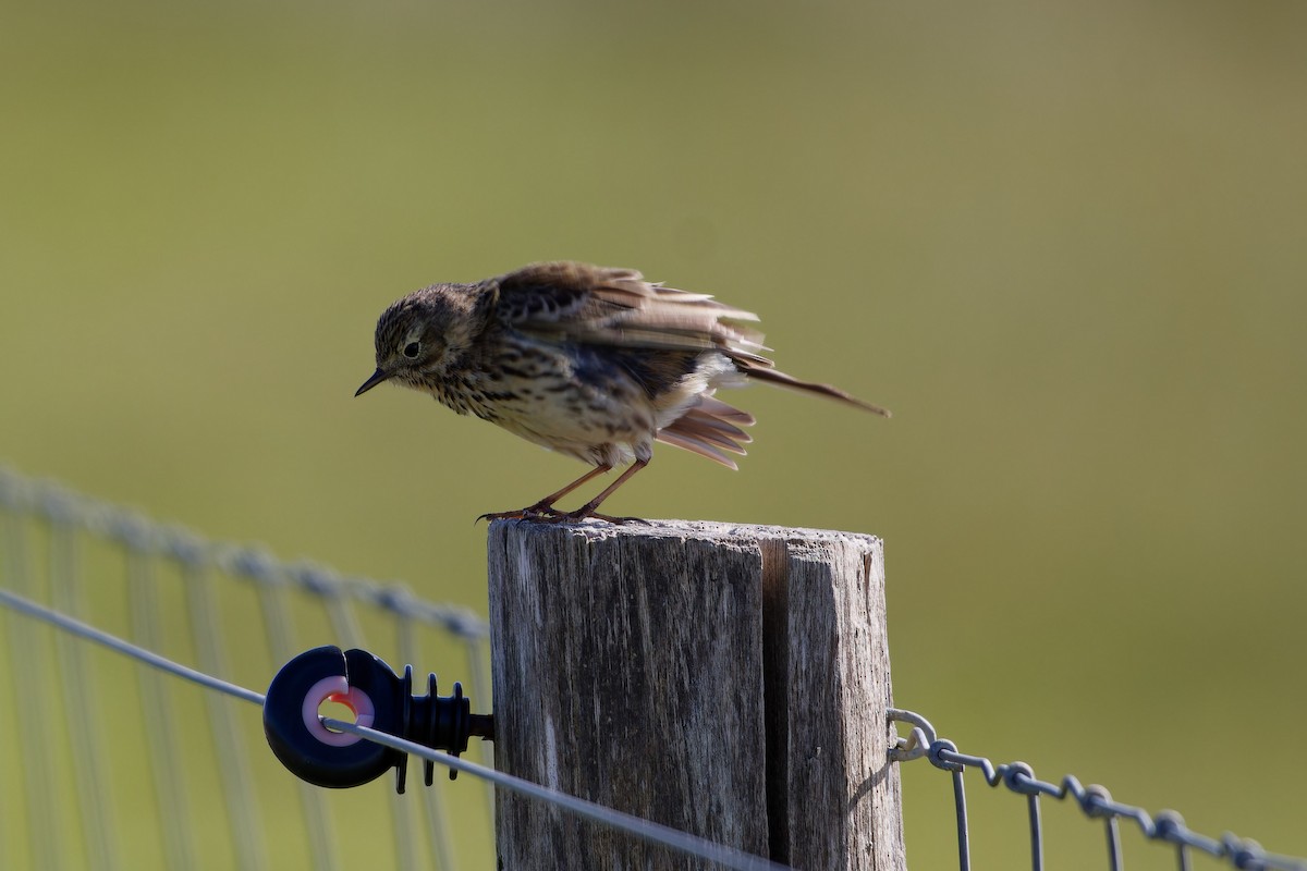 Meadow Pipit - ML618484438