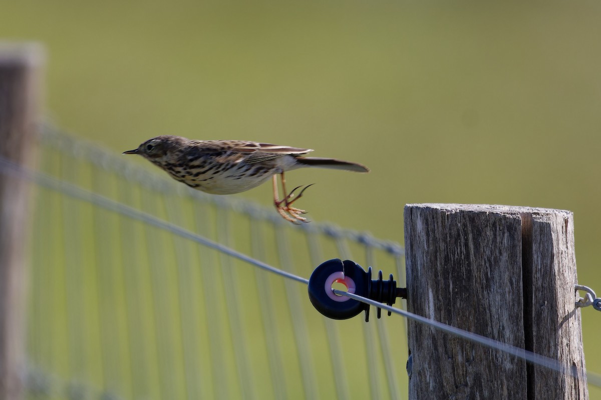 Meadow Pipit - ML618484439