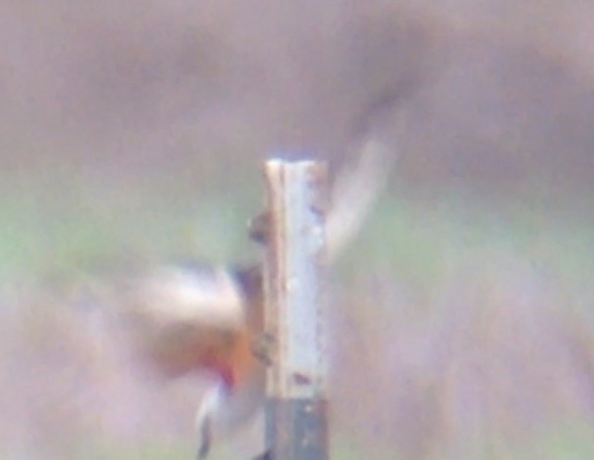 Scissor-tailed Flycatcher - Mark McShane