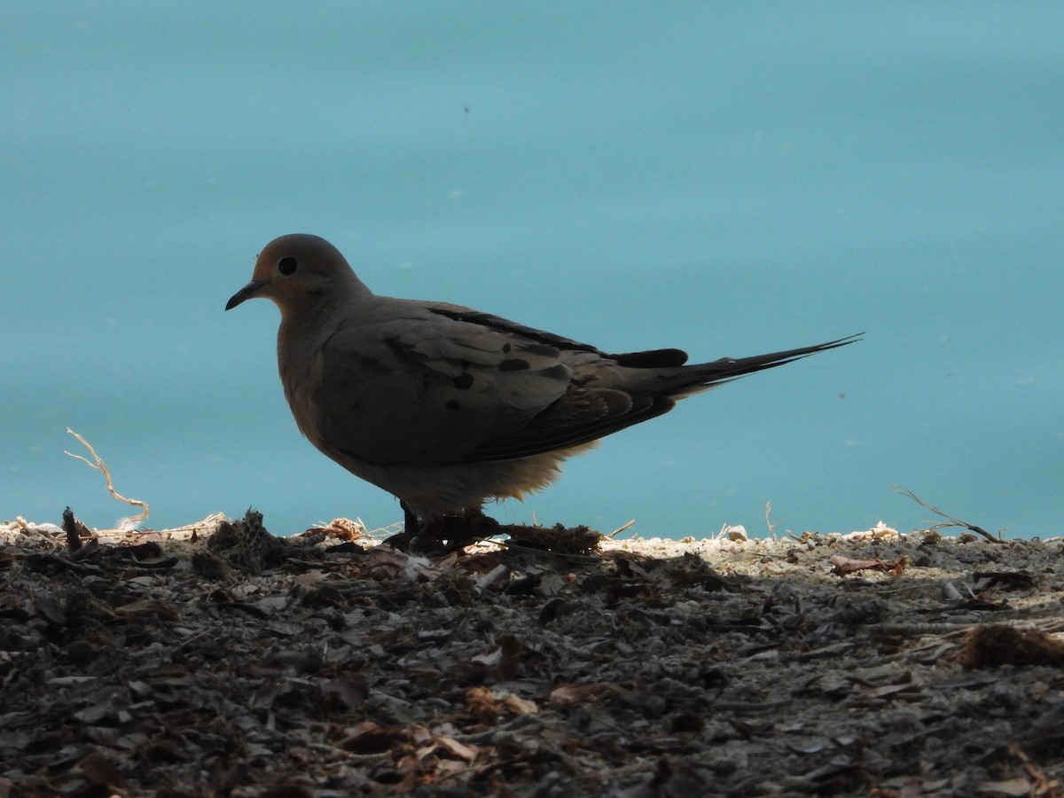 Mourning Dove - Bill Holland