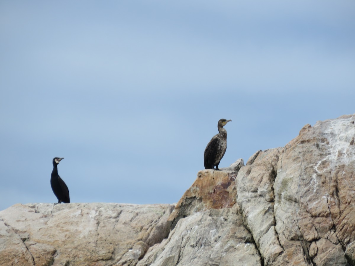 Great Cormorant (North Atlantic) - ML618484596