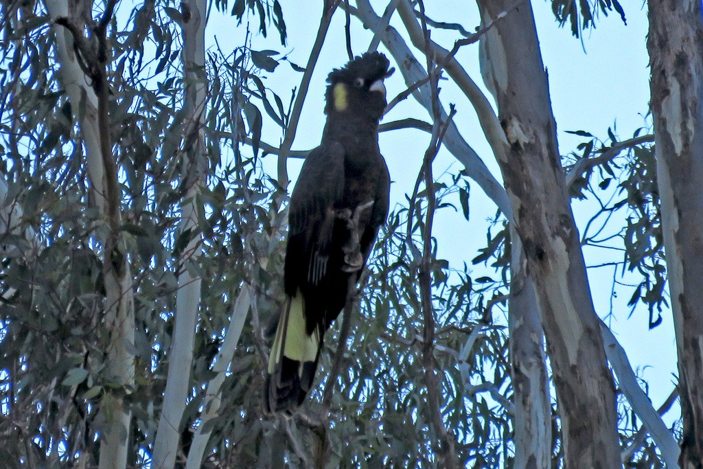 Yellow-tailed Black-Cockatoo - ML618484604