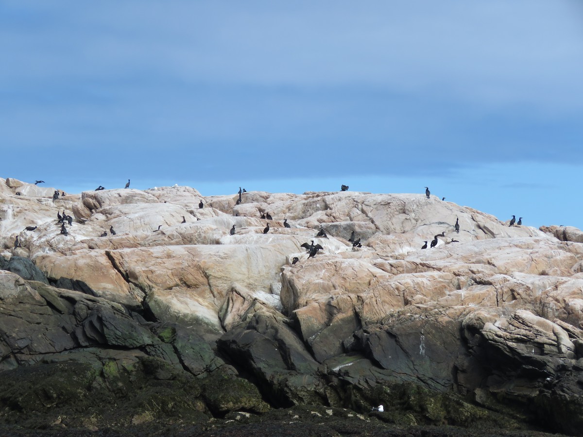 Great Cormorant (North Atlantic) - ML618484608
