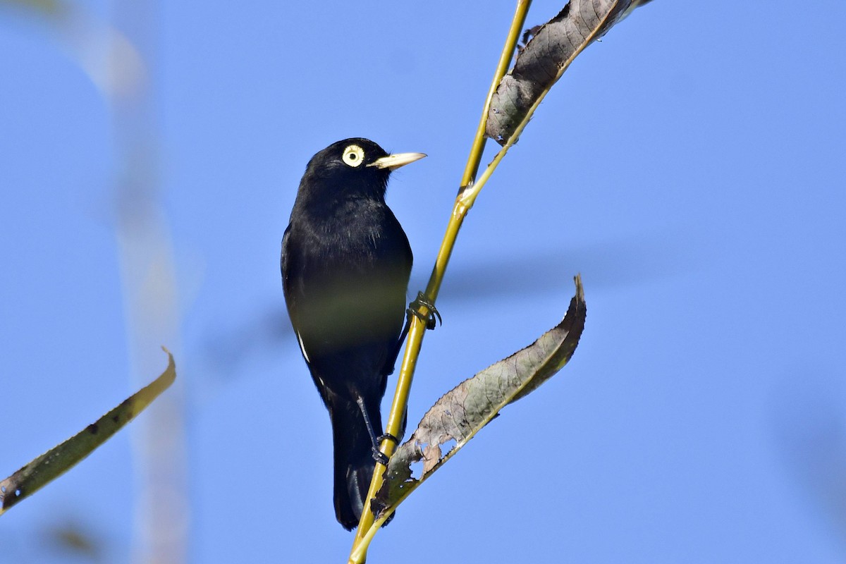 Spectacled Tyrant - ML618484660