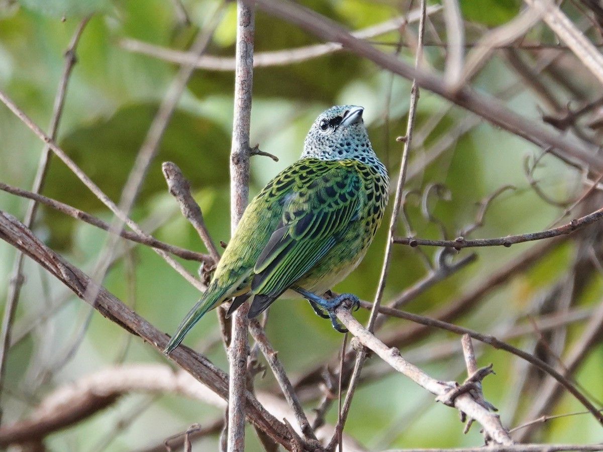 Spotted Tanager - ML618484694