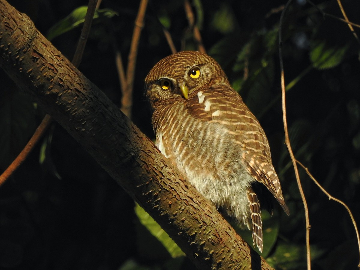 Asian Barred Owlet - ML618484740