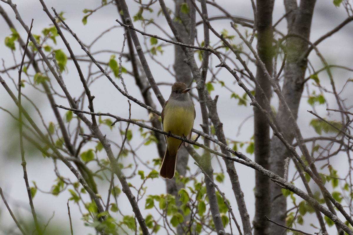 Great Crested Flycatcher - ML618484746